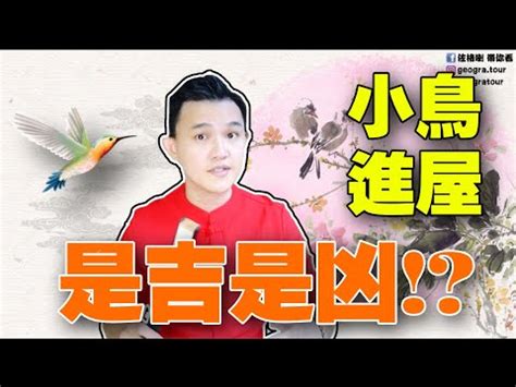 自來鳥 風水|【家裡出現鳥】家裡鳥進來有什麼好兆頭？自來鳥寓意大公開！